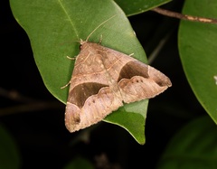 Bastilla joviana