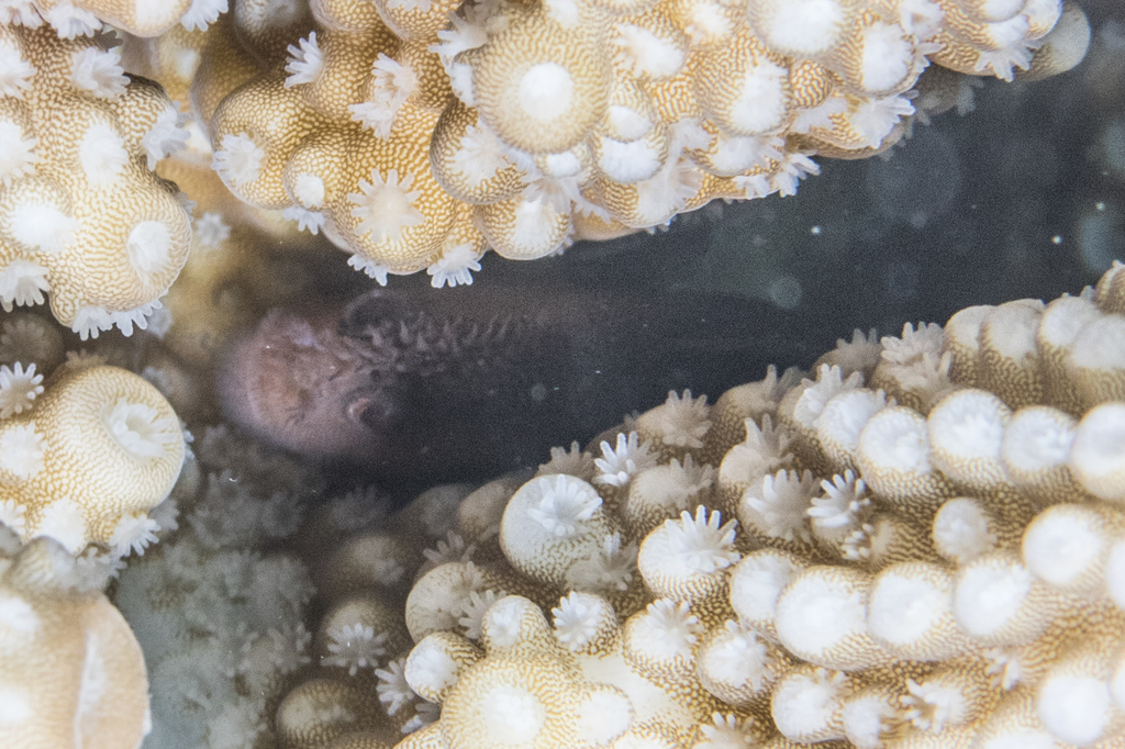 Pygmy Coral Croucher