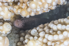 Pygmy Coral Croucher photo 1