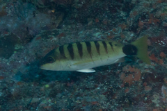Lutjanus semicinctus