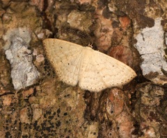 Idaea ptyonopoda
