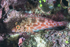 Cirrhitichthys oxycephalus