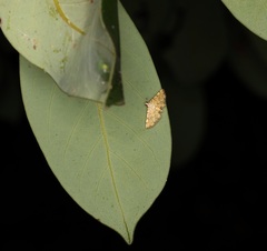 Lamprosema tampiusalis