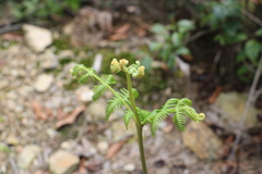 Pteridium revolutum