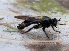 Laphria divisor