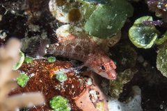 Plectranthias longimanus