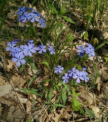 Phlox divaricata laphamii