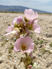 Sphaeralcea ambigua rosacea