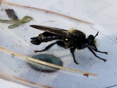 Laphria divisor
