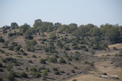 Juniperus thurifera