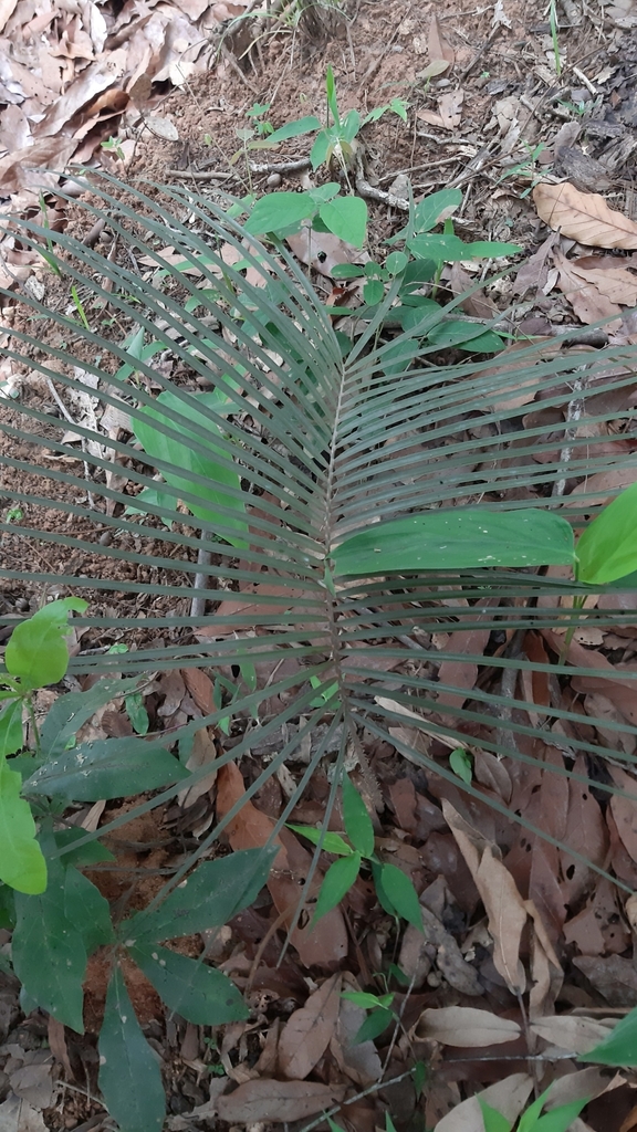Zamia spartea