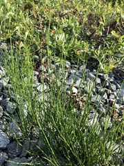 Equisetum arvense
