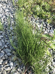 Equisetum arvense