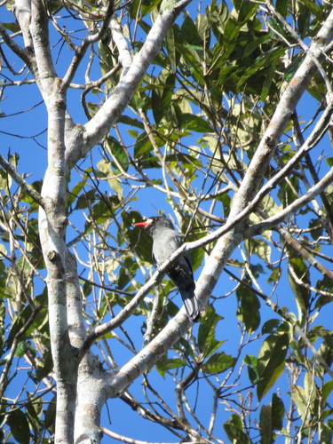 Monasa morphoeus
