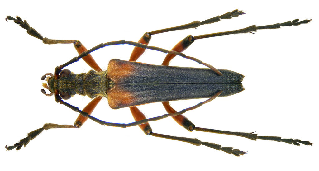 Stenocorus