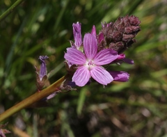 Sidalcea pedata