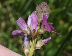 Sidalcea pedata