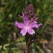 Big Bear Checkerbloom - Photo (c) James Bailey, some rights reserved (CC BY-NC), uploaded by James Bailey