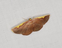 Nothomiza flavicosta