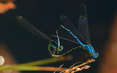 Caliagrion billinghursti