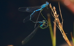 Caliagrion billinghursti