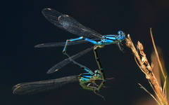 Caliagrion billinghursti