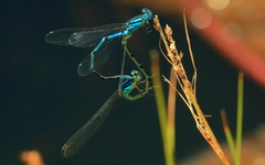 Caliagrion billinghursti