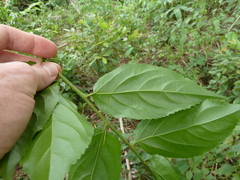 Flacourtia indica