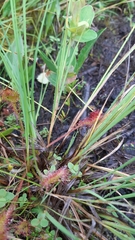 Drosera rotundifolia image