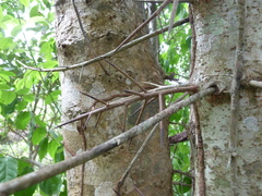 Flacourtia indica