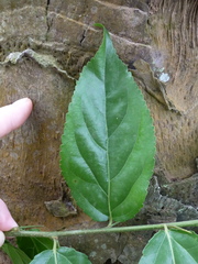 Flacourtia indica