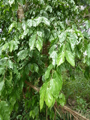 Flacourtia indica