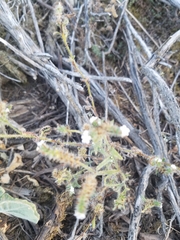 Cryptantha leiocarpa