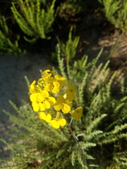 Erysimum suffrutescens