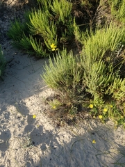 Erysimum suffrutescens