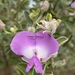 Water Blossom Pea - Photo (c) Jenny, some rights reserved (CC BY-NC), uploaded by Jenny