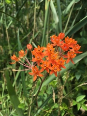 Asclepias lanceolata