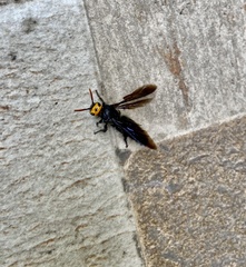 Scolia superciliaris