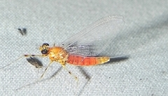 Epeorus vitreus