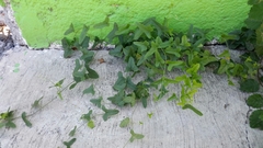 Smilax aristolochiifolia