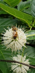 Apis mellifera