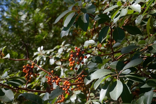 Arbutus menziesii