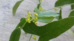 Smilax aristolochiifolia