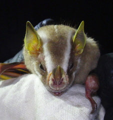 Heller's Broad-Nosed Bat photo 5