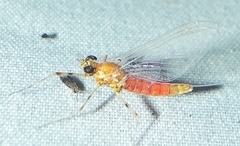 Epeorus vitreus