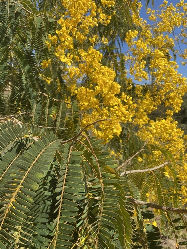 Senna multijuga