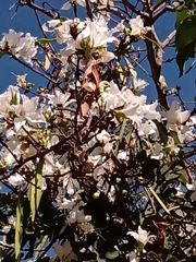 Bauhinia × blakeana