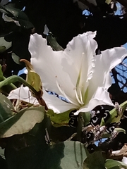 Bauhinia × blakeana