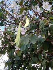 Bauhinia × blakeana