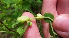 Dasineura salicifoliae
